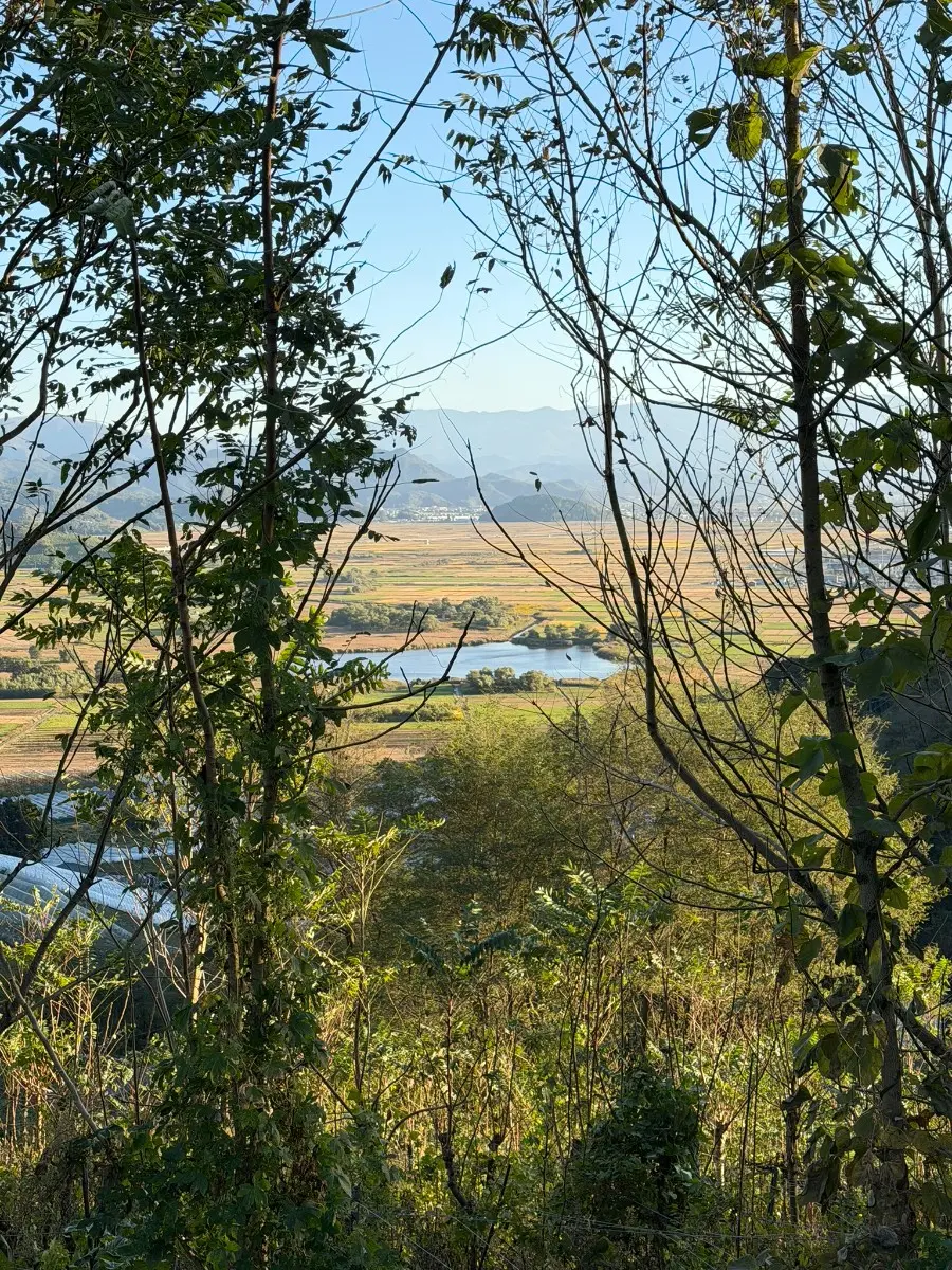 白竜湖と田んぼ風景